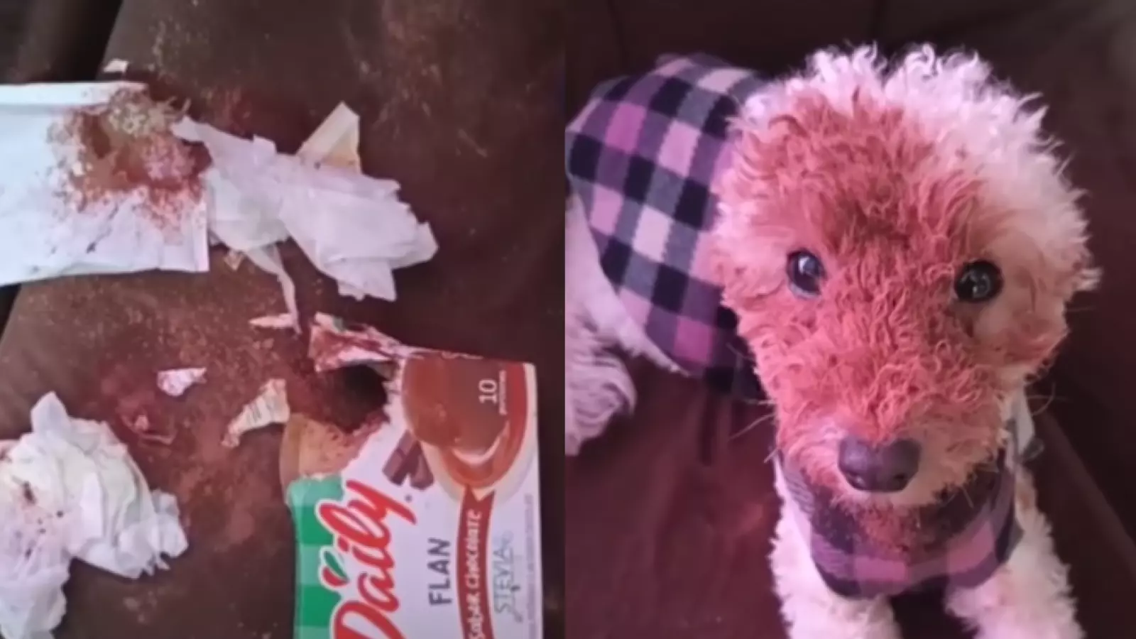 Su cara la delató: perrita se vuelve viral tras insólita travesura