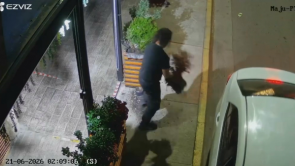 El insólito robo registrado en Concón: Hombre arrancó planta de raíz y arrancó
