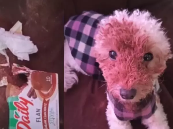 Su cara la delató: perrita se vuelve viral tras insólita travesura