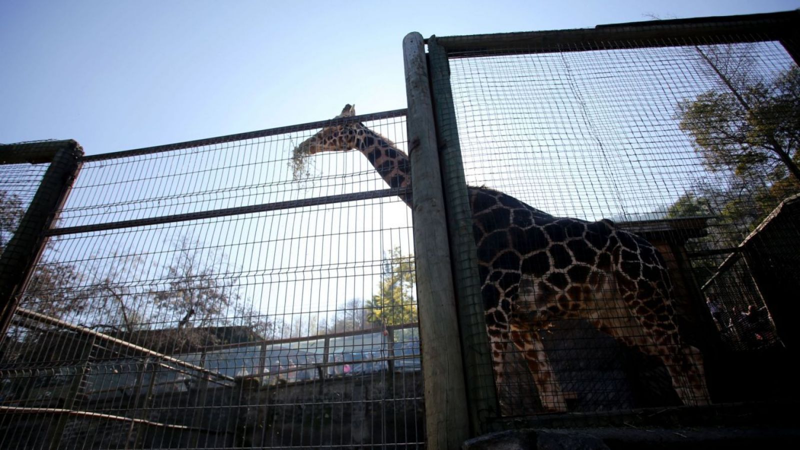 <p>Alerta en el cerro San Cristóbal: ordenan evacuar el Zoológico Metropolitano</p>
