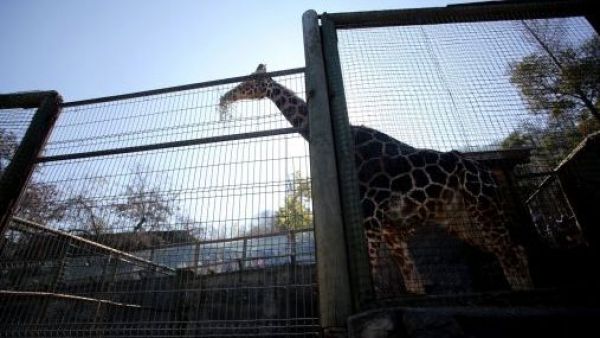 <p>Alerta en el cerro San Cristóbal: ordenan evacuar el Zoológico Metropolitano</p>Alerta en el cerro San Cristóbal: ordenan evacuar el Zoológico Metropolitano
