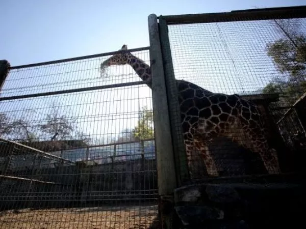 Alerta en el cerro San Cristóbal: ordenan evacuar el Zoológico Metropolitano