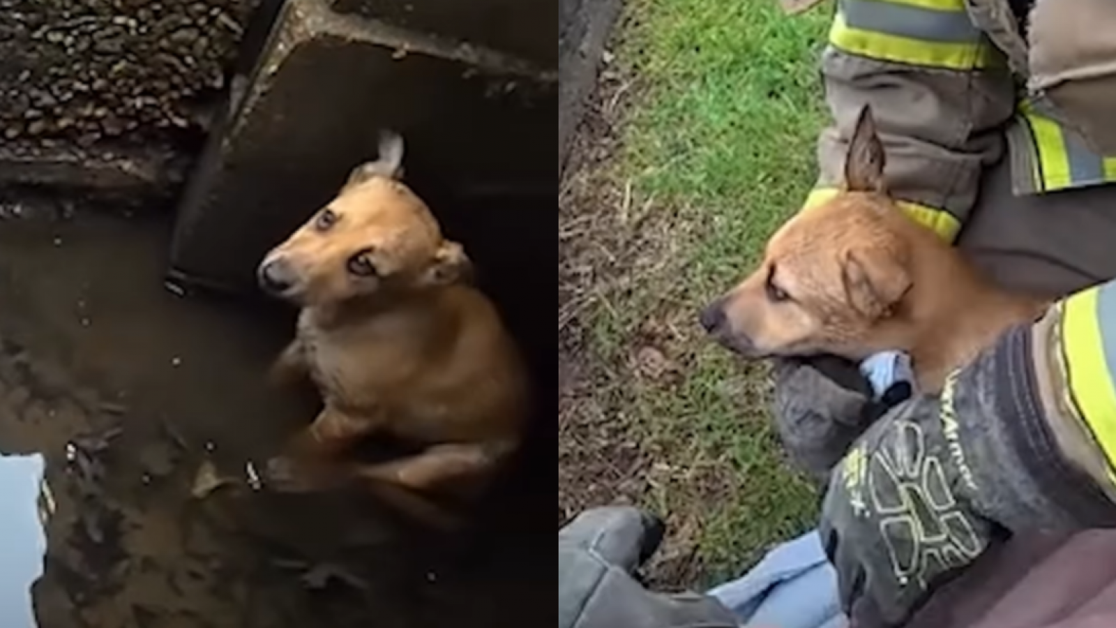 <p>Bomberos rescatan a cachorro atrapado en desagüe tras tormenta en Estados Unidos</p>
