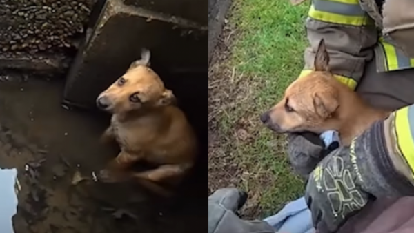 <p>Bomberos rescatan a cachorro atrapado en desagüe tras tormenta en Estados Unidos</p>Bomberos rescatan a cachorro atrapado en desagüe tras tormenta en Estados Unidos
