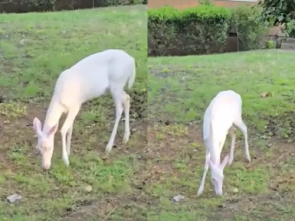 VIDEO | Captan a un extraño ciervo albino en Estados Unidos: solo uno de cada 30 mil nace así