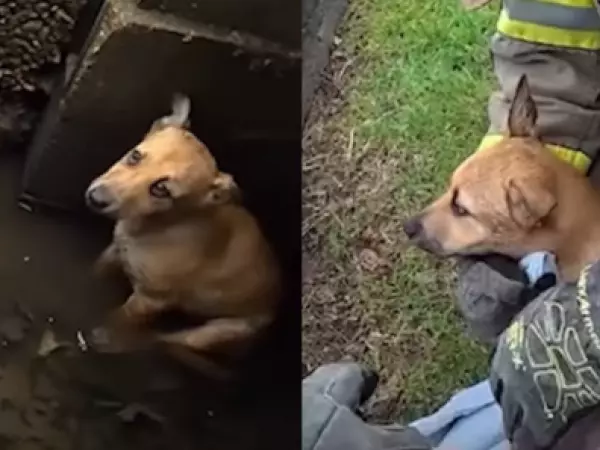 Bomberos rescatan a cachorro atrapado en desagüe tras tormenta en Estados Unidos