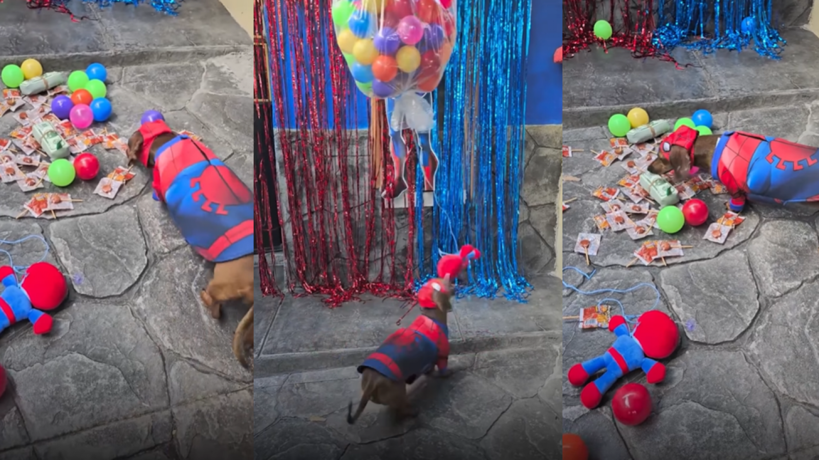 <p>Perrito salchicha celebró su cumpleaños con una tierna fiesta temática de Spider-Man</p>
