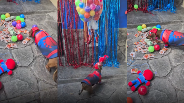<p>Perrito salchicha celebró su cumpleaños con una tierna fiesta temática de Spider-Man</p>Perrito salchicha celebró su cumpleaños con una tierna fiesta temática de Spider-Man
