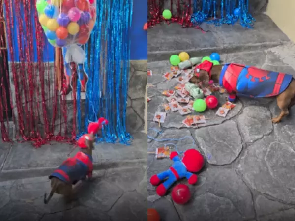 Perrito salchicha celebró su cumpleaños con una tierna fiesta temática de Spider-Man