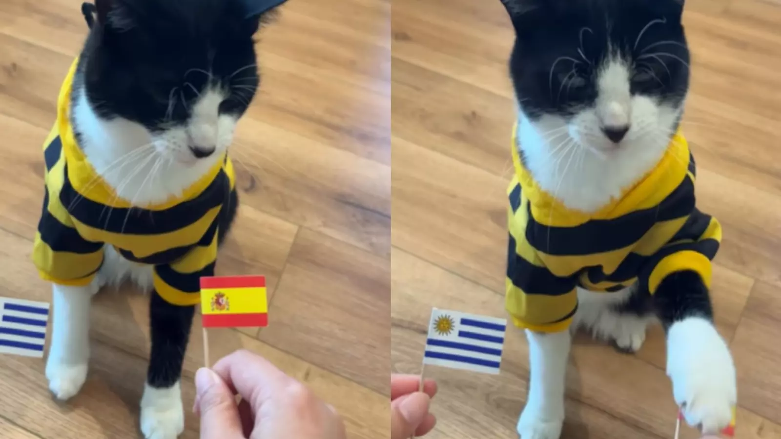 Ya lleva 21 aciertos: Gato "Billy" predice que España ganará a Uruguay esta tarde