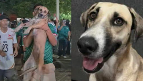 <p>Encuentran a perrita en festejo de hinchas tras un mes desaparecida</p>Encuentran a perrita en festejo de hinchas del Mundial tras un mes desaparecida
