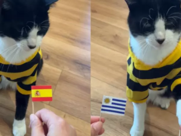 Ya lleva 21 aciertos: Gato 