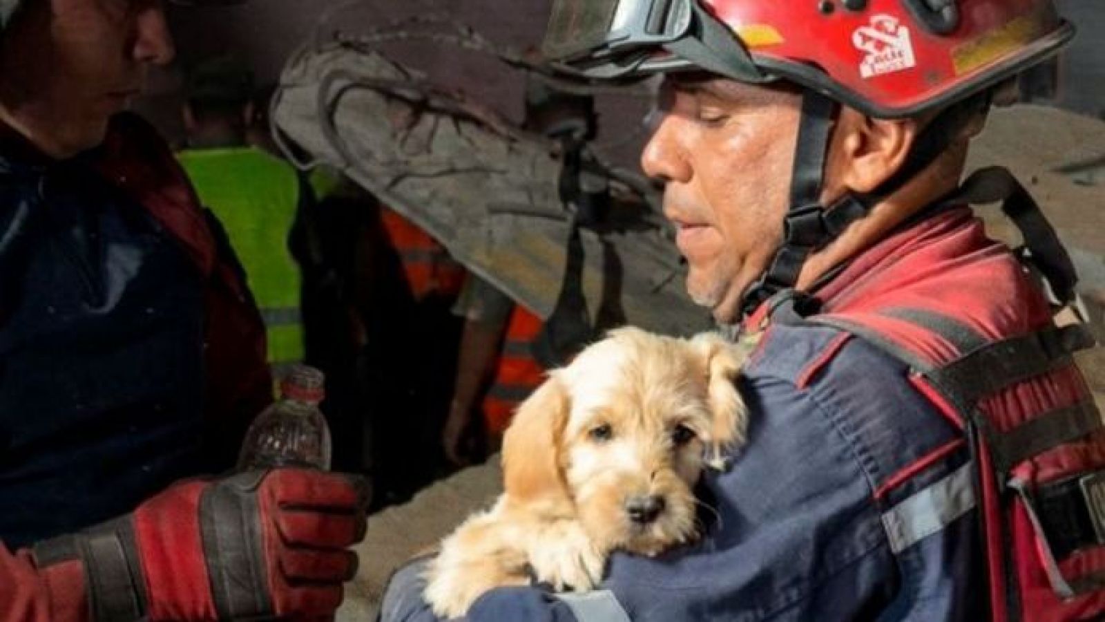 <p>Rescatan a perrito desde escombros tras terremoto en Venezuela</p>
