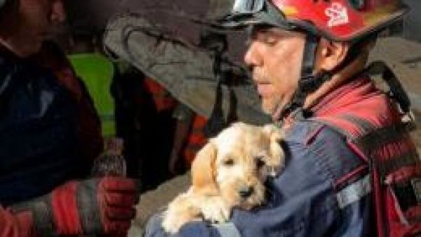 <p>Rescatan a perrito desde escombros tras terremoto en Venezuela</p>Rescatan a perrito desde escombros tras terremoto en Venezuela
