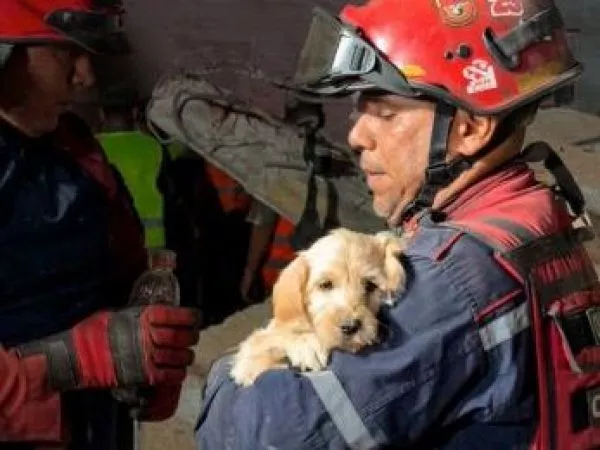 Rescatan a perrito desde escombros tras terremoto en Venezuela