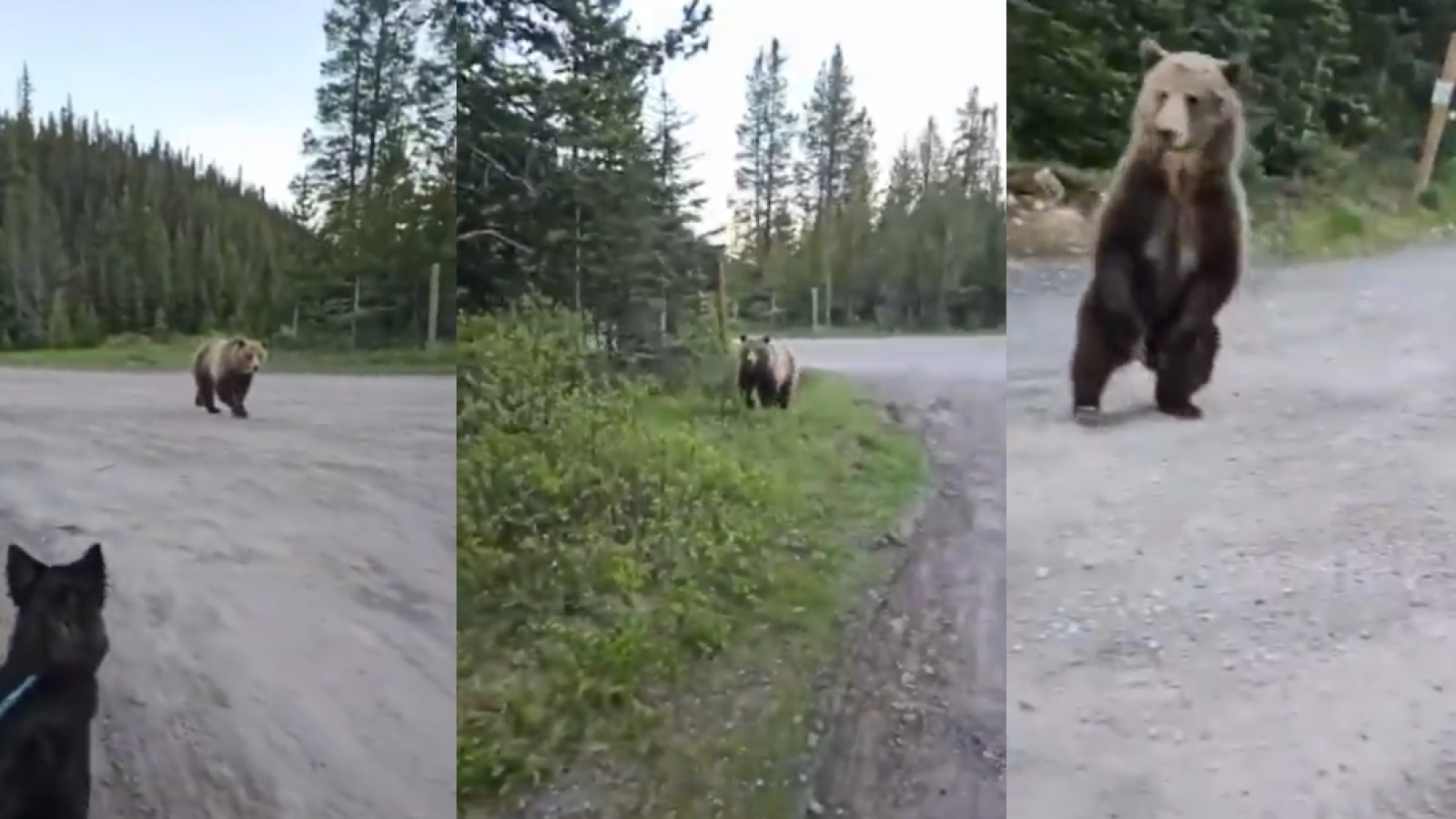 <p>Persecución de terror: mujer escapa de un oso en Canadá</p>
