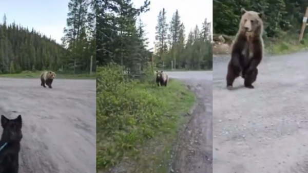 <p>Persecución de terror: mujer escapa de un oso en Canadá</p>Persecución de terror: mujer escapa de un oso en Canadá

