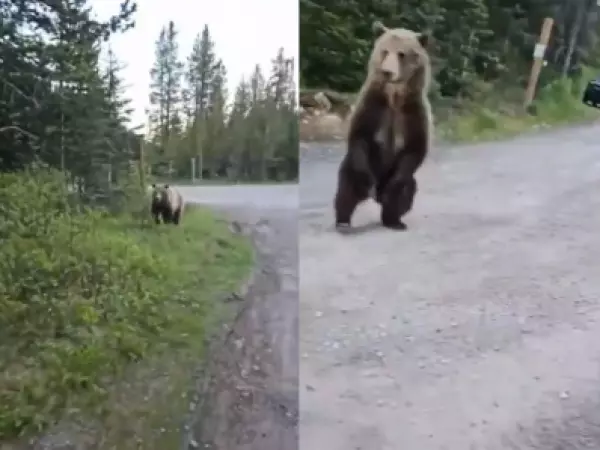 Persecución de terror: mujer escapa de un oso en Canadá
