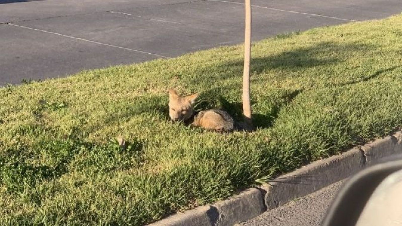 <p>Vecinos alertaron por un zorro culpeo en Maipú: animal fue rescatado</p>
