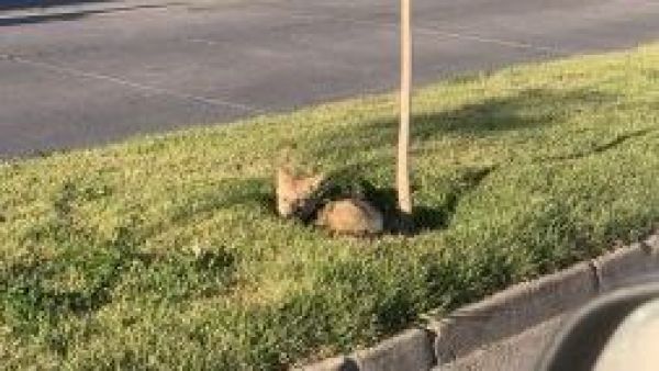 <p>Vecinos alertaron por un zorro culpeo en Maipú: animal fue rescatado</p>Vecinos alertaron por un zorro culpeo en Maipú: animal fue rescatado
