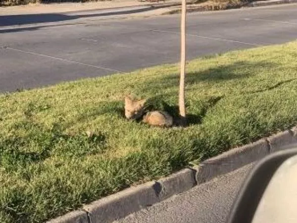 Vecinos alertaron por un zorro culpeo en Maipú: animal fue rescatado