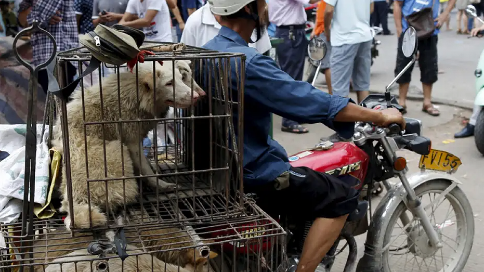 <p>Desaparecen miles de perros en Corea del Sur a meses de la prohibición de la carne canina</p>
