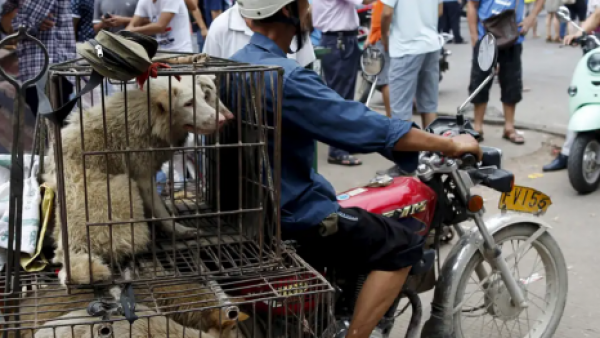 <p>Desaparecen miles de perros en Corea del Sur a meses de la prohibición de la carne canina</p>Desaparecen miles de perros en Corea del Sur a meses de la prohibición de la carne canina
