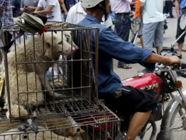 Desaparecen miles de perros en Corea del Sur a meses de la prohibición de la carne canina