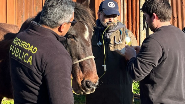 Inaceptable situación: Registran brutal agresión a caballo en plena vía pública en Talcahuano
