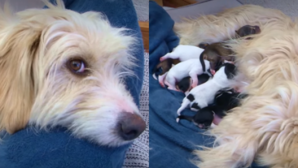 <p>Rescatan a perrita y sus 9 cachorros de apenas un día de vida tras ser abandonados</p>Con solo un día de vida: rescatan a 9 cachorros abandonados junto a su madre en Copiapó
