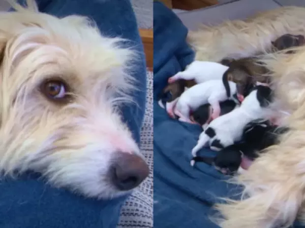Rescatan a perrita y sus 9 cachorros de apenas un día de vida tras ser abandonados
