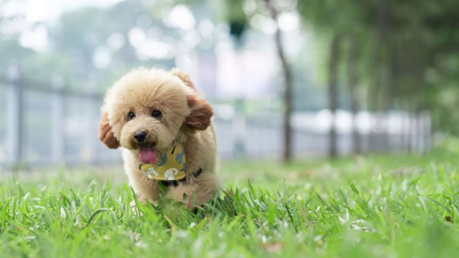 "¿Para qué las quieren?": Denuncian el robo de cuerpos de perritos desde crematorio en Lampa
