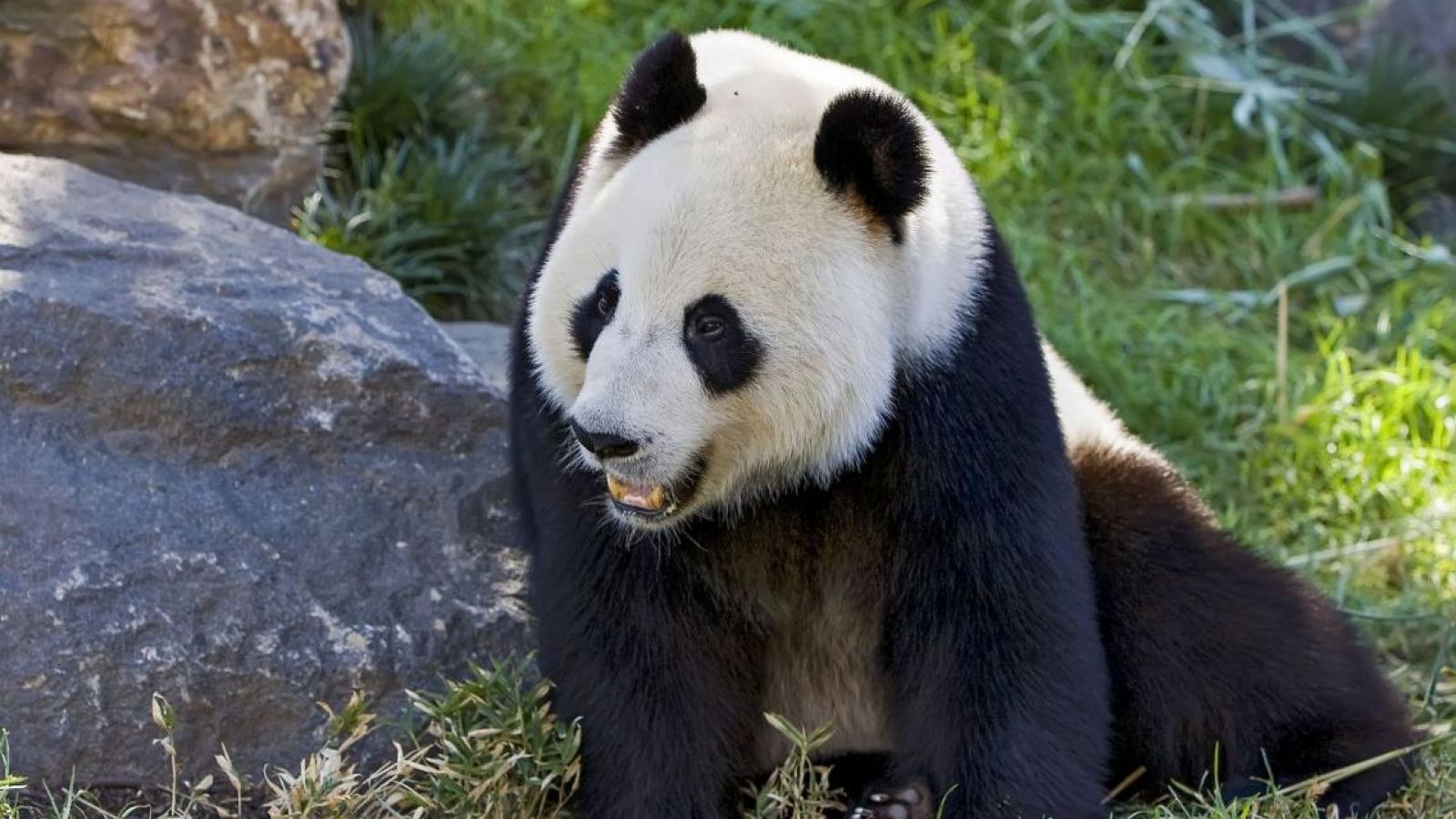 <p>Buin Zoo aclara la campaña "Un panda para Chile" tras cuestionamientos en redes</p>
