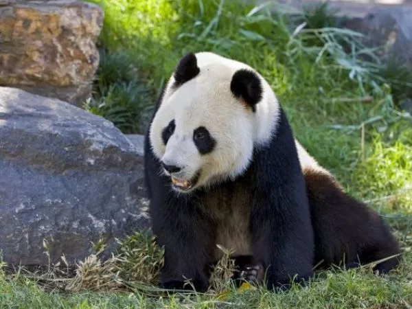 Buin Zoo aclara la campaña 