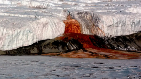 <p>El glaciar que "sangra" intriga a científicos desde 1911</p>El glaciar que "sangra" intriga a científicos desde 1911
