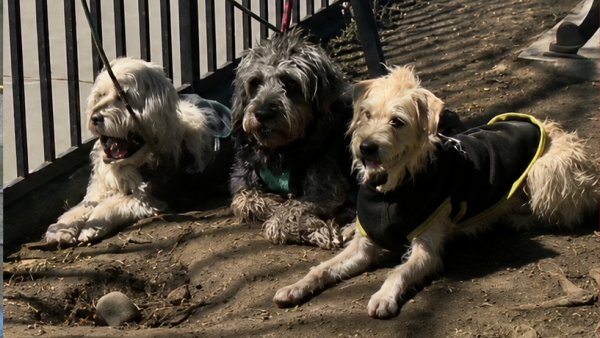 Carabineros indaga extraño hallazgo de perros en auto abandonado en Santiago