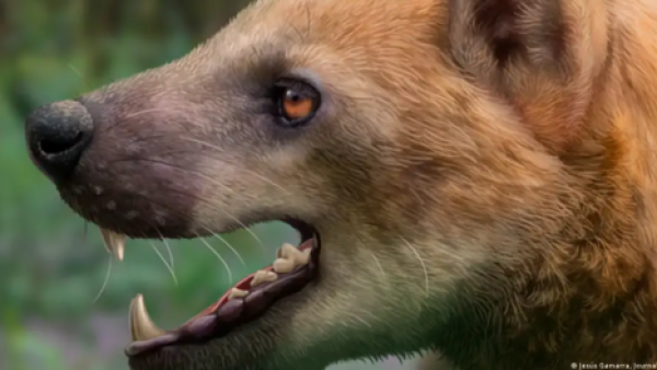 Aparece en España un nuevo "perro oso" prehistórico
