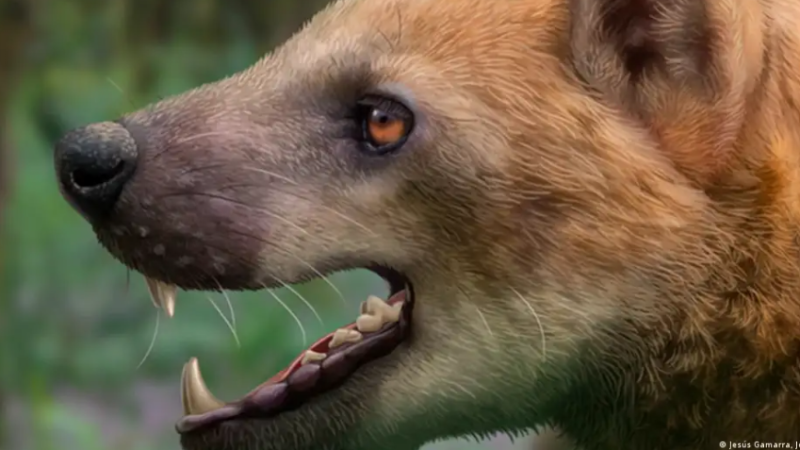 Aparece en España un nuevo "perro oso" prehistórico
