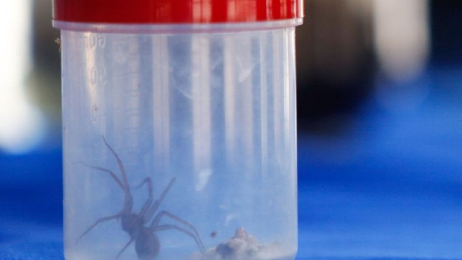 Confirman el hallazgo de araña de rincón chilena en Portugal

