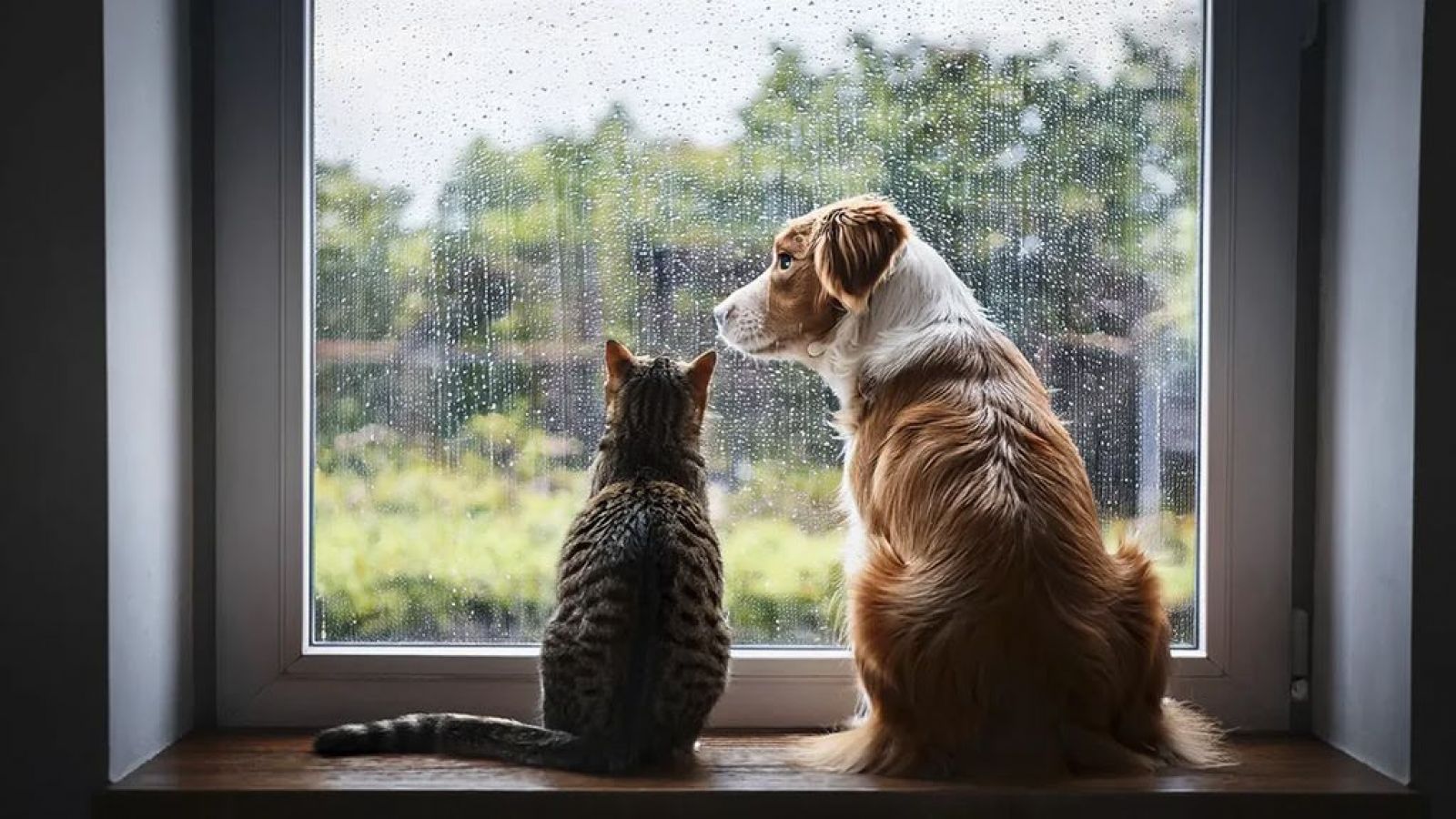 <p>Así debemos cuidar a nuestros perros y gatos del frío</p>
