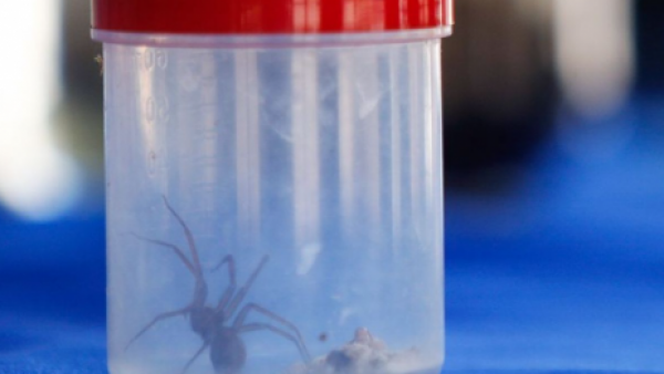 Confirman el hallazgo de araña de rincón chilena en Portugal
