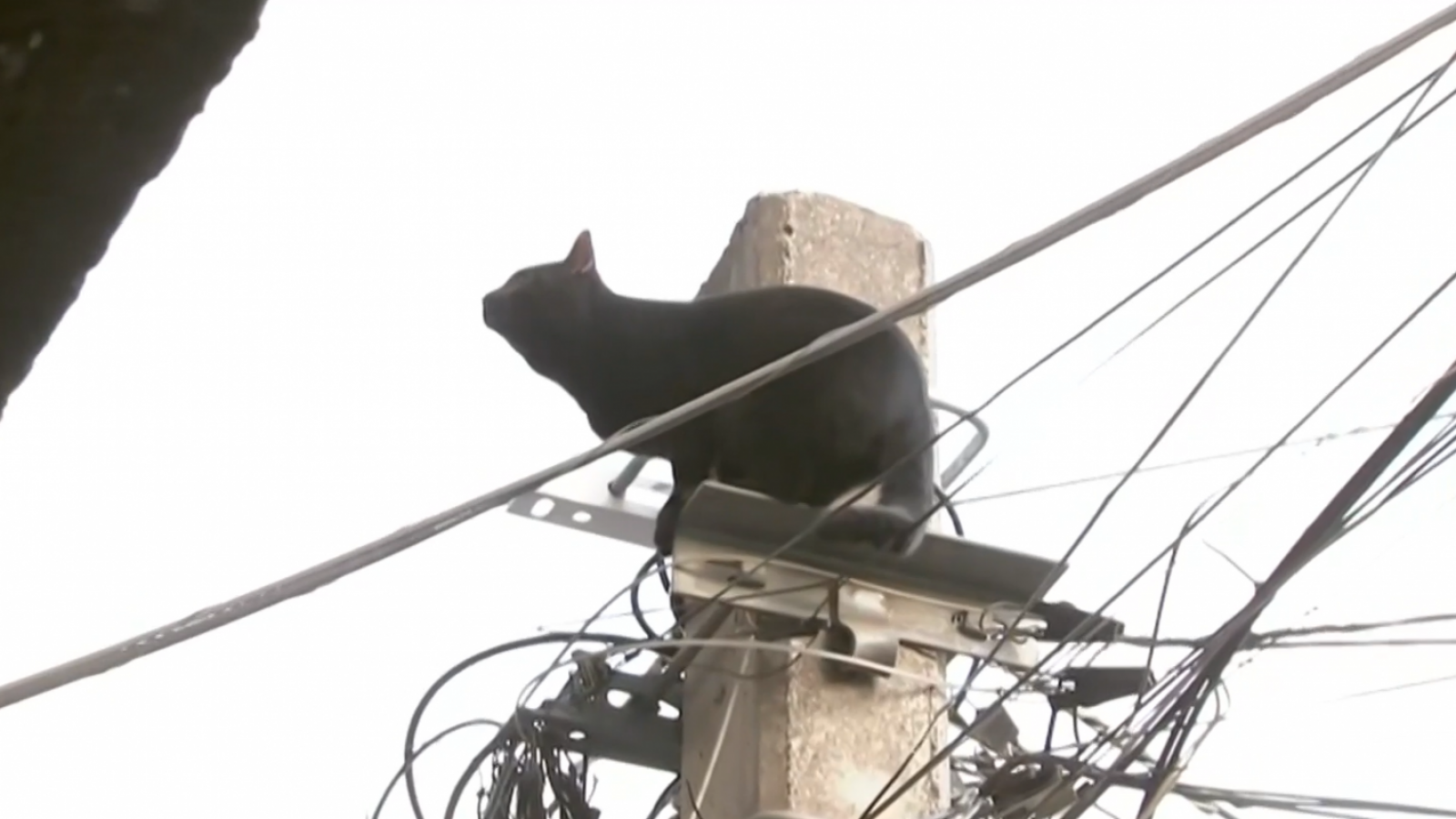 Gran operativo de rescate por gatito atrapado en poste de luz
