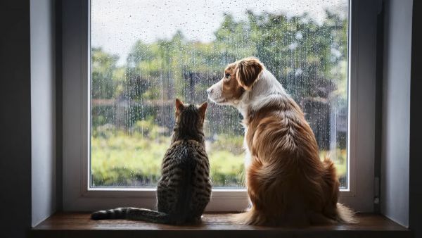 <p>Así debemos cuidar a nuestros perros y gatos del frío</p>