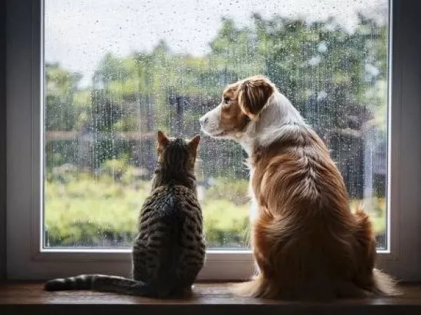 Así debemos cuidar a nuestros perros y gatos del frío