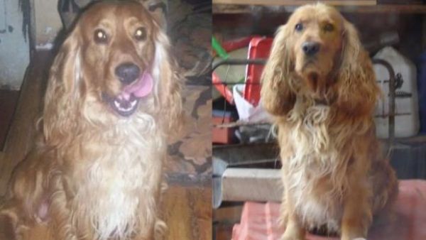 <p>Buscó durante 20 años a la familia que adoptó a su perro: así terminó la historia</p>