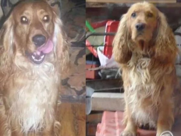 Buscó durante 20 años a la familia que adoptó a su perro: así terminó la historia