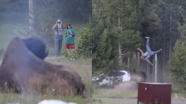 <p>¡Voló! Hombre fue embestido por un bisonte al intentar fotografiarlo en Yellowstone</p>Hombre fue embestido por un bisonte al intentar fotografiarlo en Yellowstone
