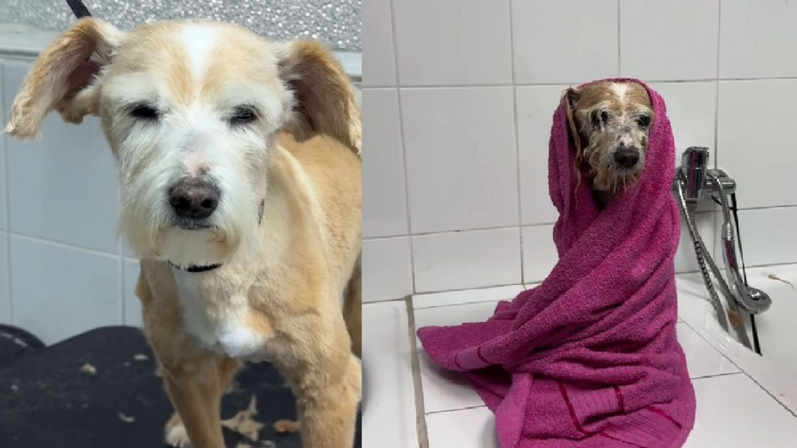 <p>Inauguran primera peluquería canina municipal: Ofrece lavado y cortes a perritos rescatados</p>

