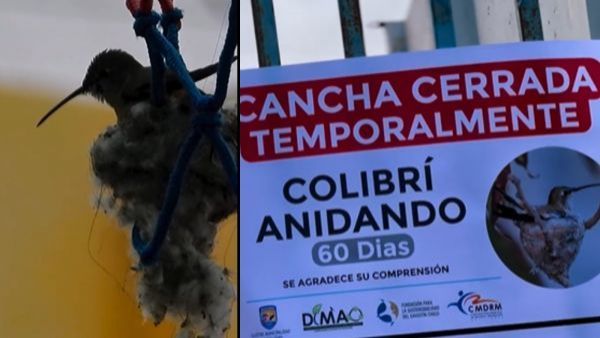 Por 60 días: Municipalidad de Mejillones cierra centro deportivo por hallazgo de colibrí anidando
