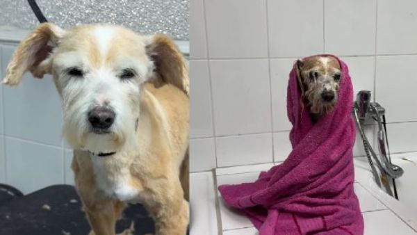 <p>Inauguran primera peluquería canina municipal: Ofrece lavado y cortes a perritos rescatados</p>Inauguran primera peluquería canina municipal: Ofrece lavado y cortes a perritos rescatados
